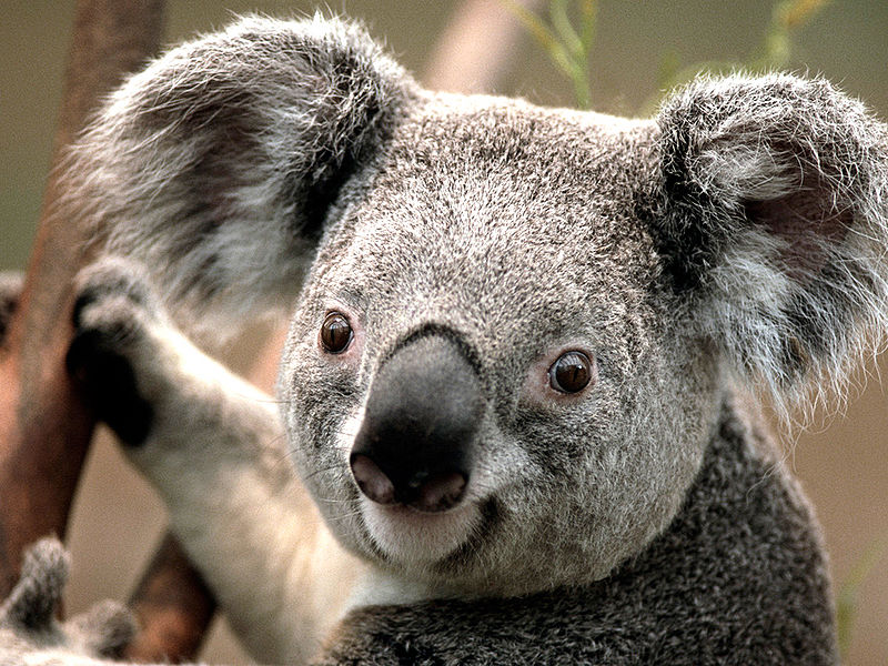 Datei:Koala.jpg
